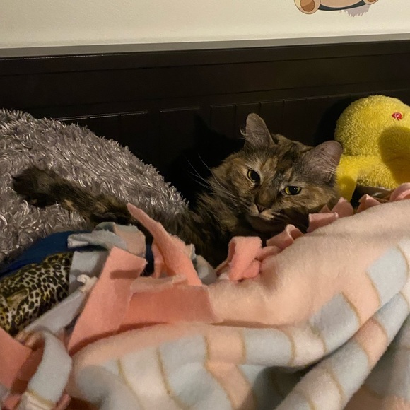 my cats - Picture 2 of 2